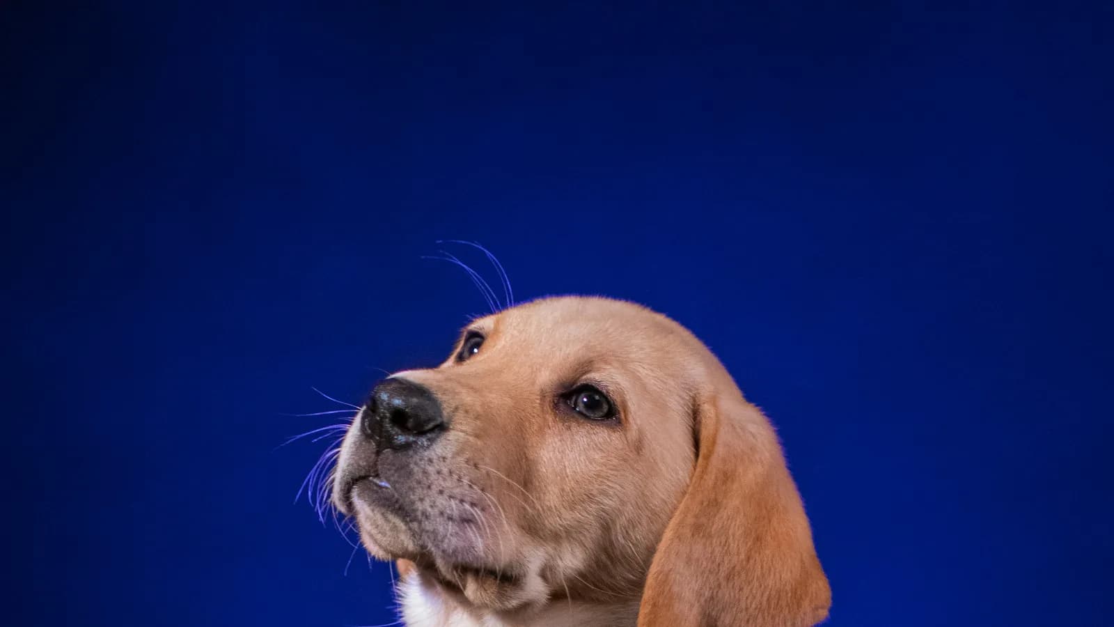 Cachorro bem cuidado depois do banho e tosa