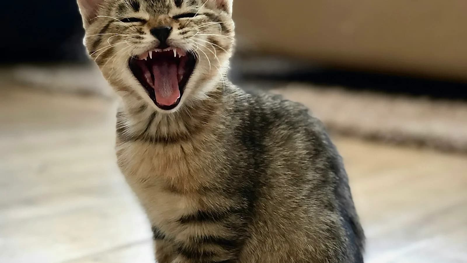 Gato reagindo durante o manejo, com a boca aberta
