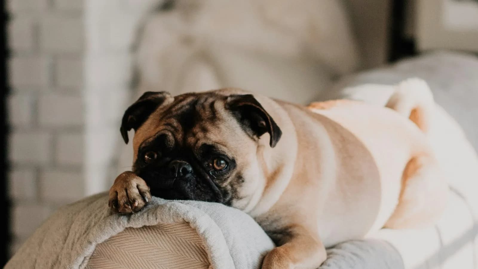 Cachorro descansando na cama durante a hospedagem